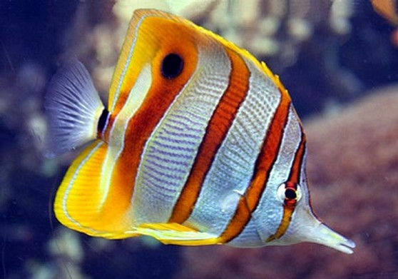 Copperband Butterflyfish (M)
