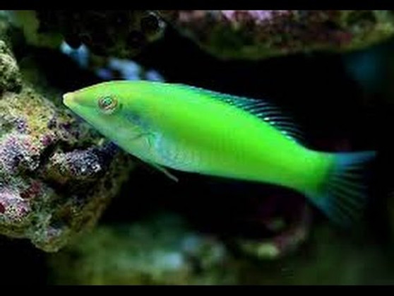Lime Green Wrasse