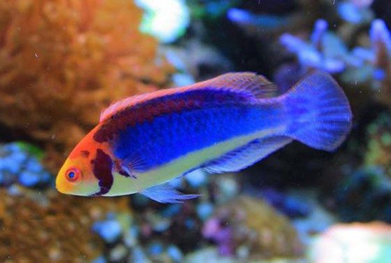 Black-gill/Solarensis Fairy Wrasse