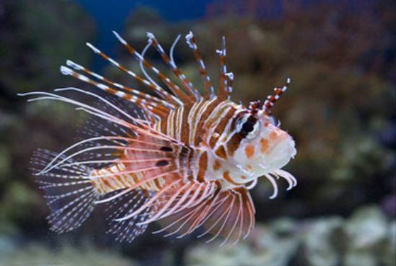 Spotfin Lionfish