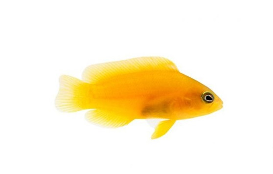 Yellow Dottyback (Pseudochromis fuscus)