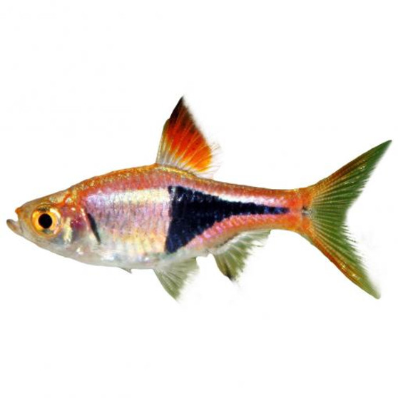 HARLEQUIN RASBORA