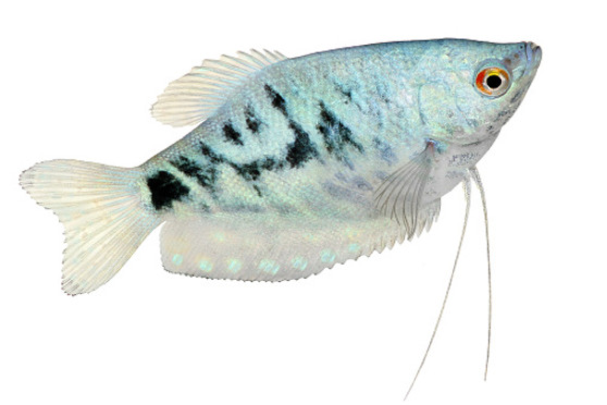 OPALINE GOURAMI