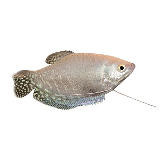 PLATINUM GOURAMI