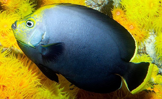 Black Velvet Angelfish Adult