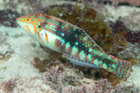 Green Marble Wrasse