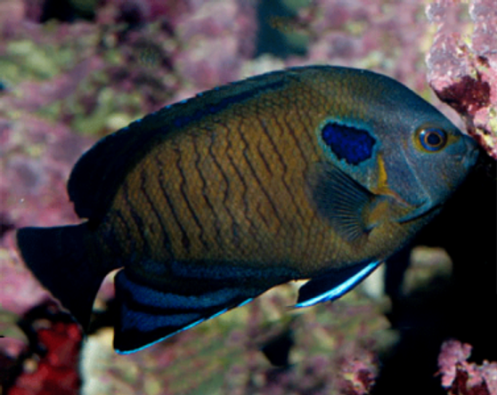 Bluefin Angelfish 6CM