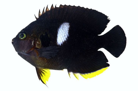 Keyhole angelfish M