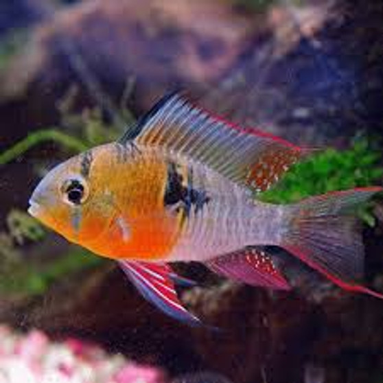 BOLIVIAN RAM 40mm