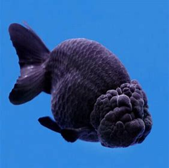 Black Ranchu 70mm