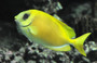 Yellow Black-eyed Rabbitfish