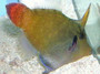 Redtail Filefish