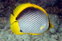 Blackback butterflyfish 6CM