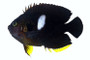 Keyhole angelfish M