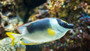 Magnificent rabbitfish L