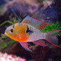 BOLIVIAN RAM 40mm