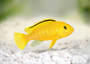 AFRICAN LEMON PRINCE CICHLID 30mm