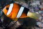 Clark's Anemonefish 40mm