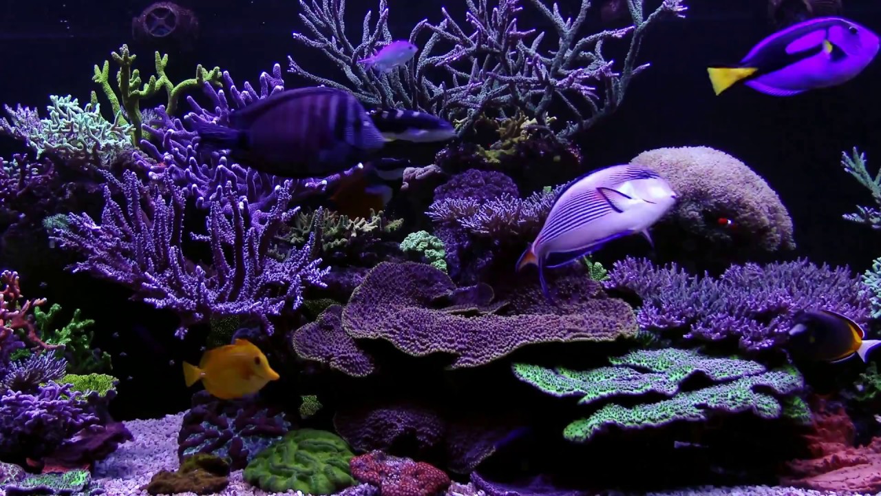 marine-aquarium.jpg