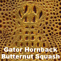 gator-hornback-butternut-squash.jpg