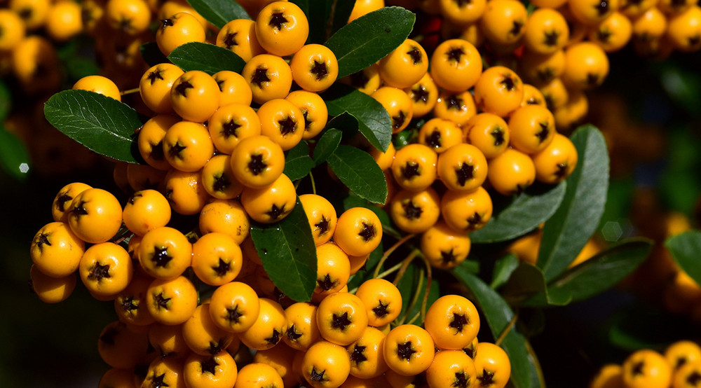 Praesent vel purus iaculis consequat ligula ac eleifend ex