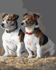 Jack Russell Jack Russell