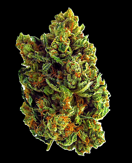 "Gary Payton" Strain