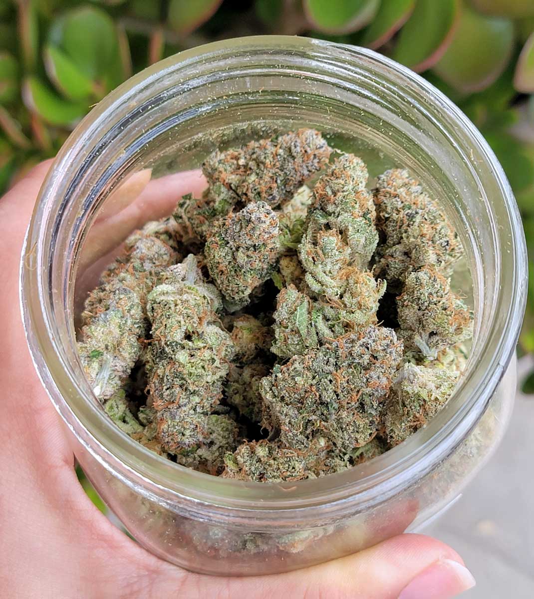 buds-in-jar.png.jpg