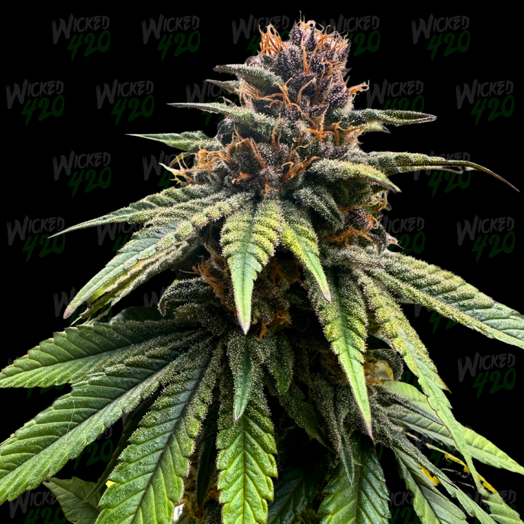 Forbidden Fruit - Flower