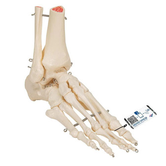 A31 Foot/Ankle Skeleton