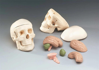 Mr. Thrifty® Miniature Skull Model with 8-part Brain