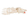 A31 Foot/Ankle Skeleton