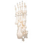 A31 Foot/Ankle Skeleton
