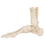 A31 Foot/Ankle Skeleton