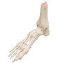 A31 Foot/Ankle Skeleton
