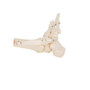 A31 Foot/Ankle Skeleton