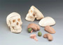 Mr. Thrifty® Miniature Skull Model with 8-part Brain