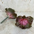 Winton Floral Succulent (Pink)-Single