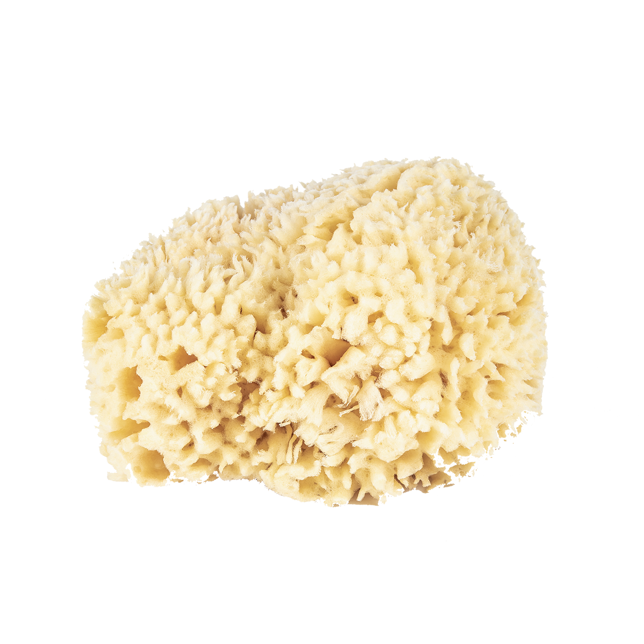 Large Wool Bathing Sea Sponge
