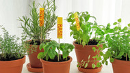 Herb Your Enthusiasm with a Windowsill Garden