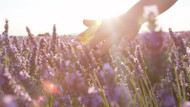 Lavender: The Soul of Provence