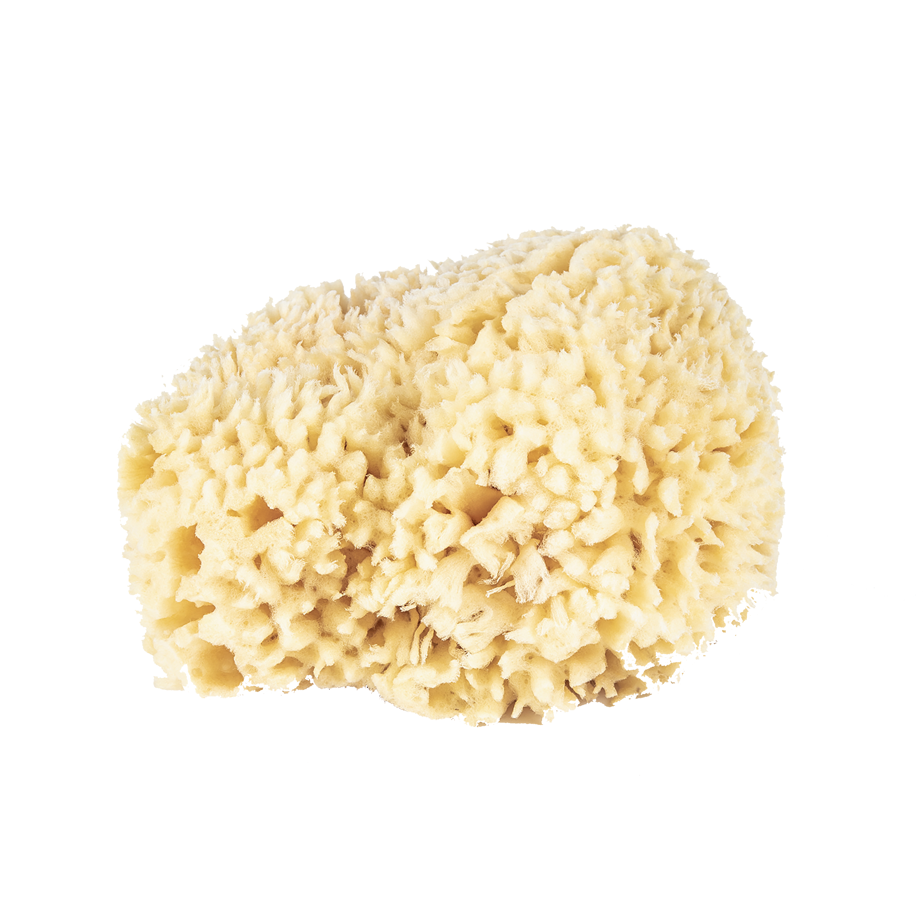 Sponge -- Natural Sea Wool