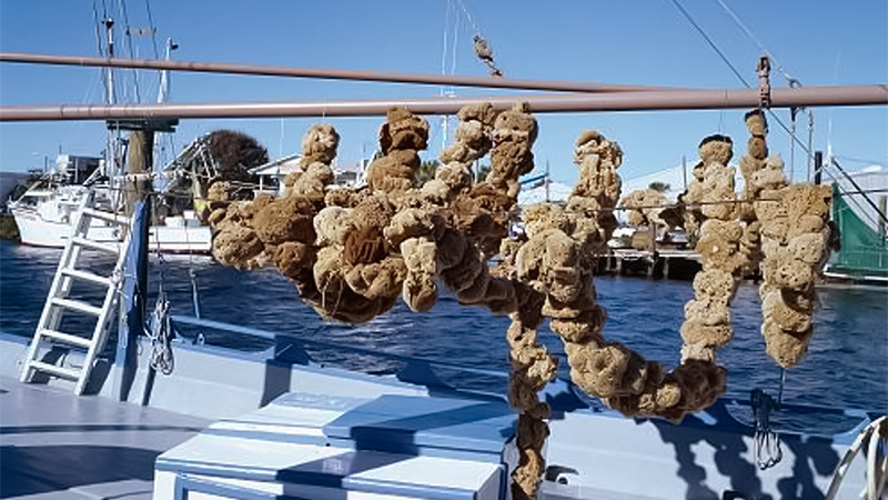 The Sponge Hunters of Tarpon Springs - Baudelaire