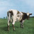 Pink Floyd - Atom Heart Mother Vinyl Record Album Art Pink Floyd - Atom Heart Mother Vinyl Record Album Art