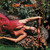 Roxy Music - Stranded Vinyl Record Album Art Roxy Music - Stranded Vinyl Record Album Art