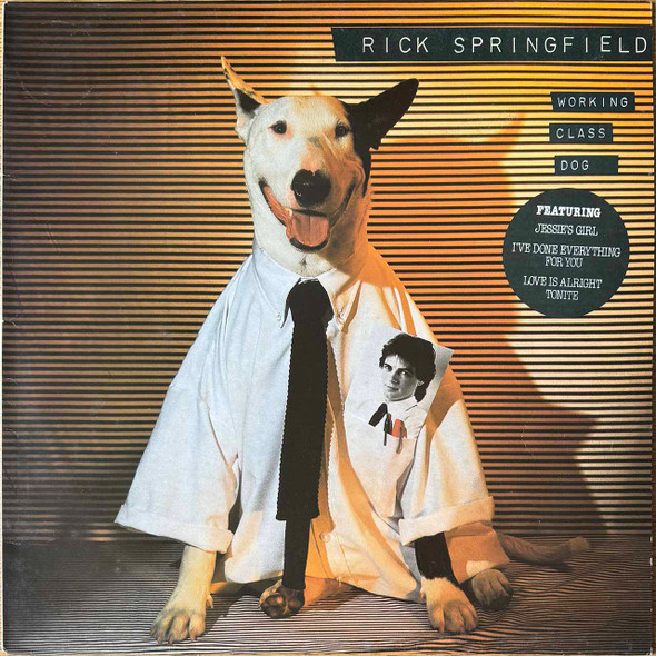 Actual image of the vinyl record album artwork of Rick Springfield's Working Class Dog LP - taken in our Melbourne record store