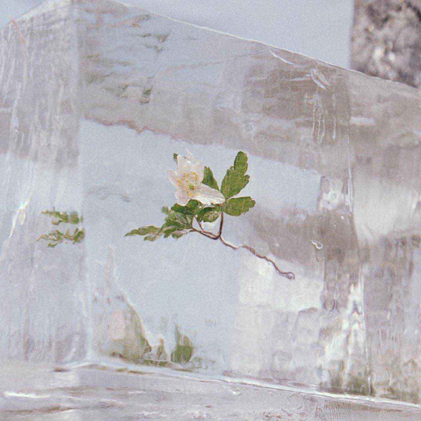 Efterklang - Windflowers Vinyl Record Album Art