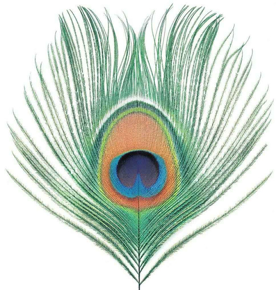 XTC - Apple Venus Volume One Vinyl Record Album Art