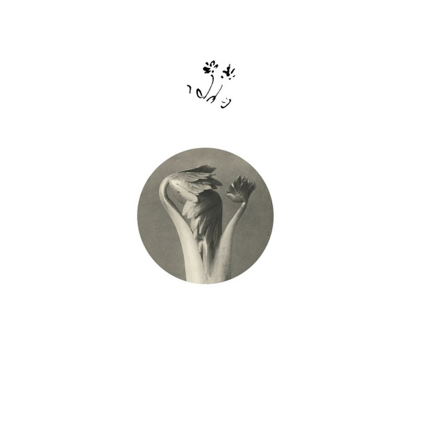 Returning Sweetness (Eversines) - Longevity Eyebrow Vinyl Record Album Art
