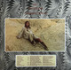 Picture of Desertshore Vinyl Record